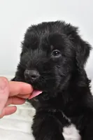 Kendall Champion, a male Giant Schnauzer for sale in Millersburg, OH – Photo 3 of 7
