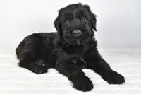 Kendall Champion, a male Giant Schnauzer for sale in Millersburg, OH – Photo 7 of 7