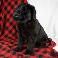 Angela, a female Giant Schnauzer for sale in Millersburg, OH – Photo 5 of 7