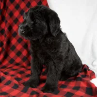 Angela, a female Giant Schnauzer for sale in Millersburg, OH – Photo 4 of 7
