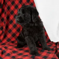 Angela, a female Giant Schnauzer for sale in Millersburg, OH – Photo 2 of 7