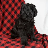 Angela, a female Giant Schnauzer for sale in Millersburg, OH – Photo 1 of 7