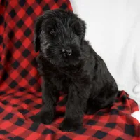 Angela, a female Giant Schnauzer for sale in Millersburg, OH – Photo 3 of 7