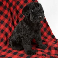 Alex, a male Giant Schnauzer for sale in Millersburg, OH – Photo 3 of 8