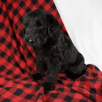 Alex, a male Giant Schnauzer for sale in Millersburg, OH – Photo 6 of 8