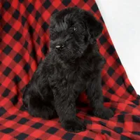 Alex, a male Giant Schnauzer for sale in Millersburg, OH – Photo 2 of 8
