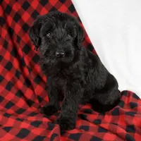 Alex, a male Giant Schnauzer for sale in Millersburg, OH – Photo 5 of 8