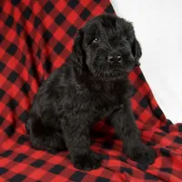 Alex, a male Giant Schnauzer for sale in Millersburg, OH – Photo 4 of 8