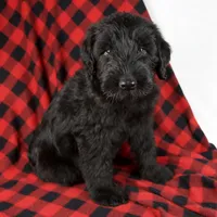 Alex, a male Giant Schnauzer for sale in Millersburg, OH – Photo 1 of 8