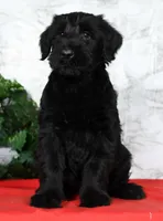 Abby Champion Bloodlines, a female Giant Schnauzer for sale in Millersburg, OH – Photo 2 of 9