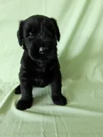 Abby Champion Bloodlines, a female Giant Schnauzer for sale in Millersburg, OH – Photo 7 of 9
