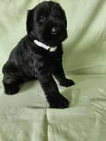 Abby Champion Bloodlines, a female Giant Schnauzer for sale in Millersburg, OH – Photo 9 of 9