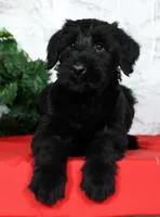 Abby Champion Bloodlines, a female Giant Schnauzer for sale in Millersburg, OH – Photo 4 of 9