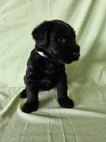 Abby Champion Bloodlines, a female Giant Schnauzer for sale in Millersburg, OH – Photo 8 of 9
