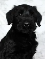 Abby Champion Bloodlines, a female Giant Schnauzer for sale in Millersburg, OH – Photo 6 of 9