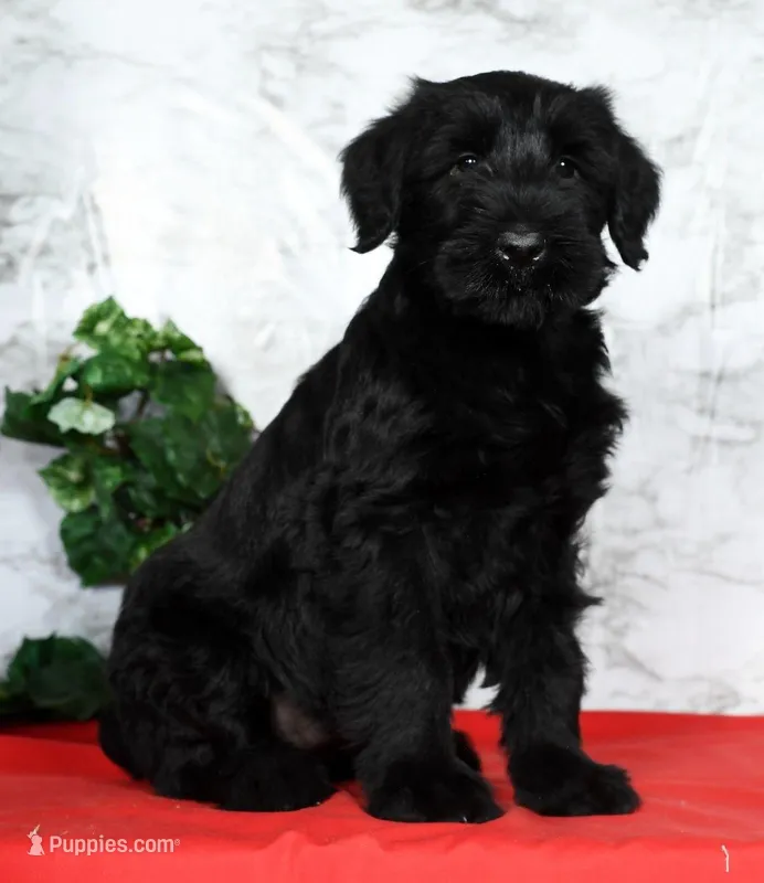 Abby Champion Bloodlines, a female Giant Schnauzer for sale in Millersburg, OH – Photo 1 of 9