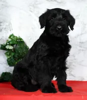 Abby Champion Bloodlines, a female Giant Schnauzer for sale in Millersburg, OH – Photo 1 of 9