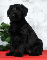 Abby Champion Bloodlines, a female Giant Schnauzer for sale in Millersburg, OH – Photo 5 of 9