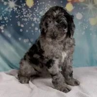 Brenda, a female Schnoodle for sale in Millersburg, OH – Photo 2 of 5