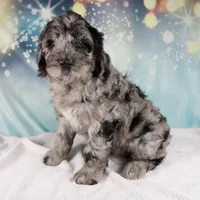 Brenda, a female Schnoodle for sale in Millersburg, OH – Photo 1 of 5