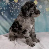 Brenda, a female Schnoodle for sale in Millersburg, OH – Photo 3 of 5