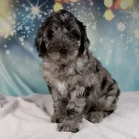 Brenda, a female Schnoodle for sale in Millersburg, OH – Photo 4 of 5