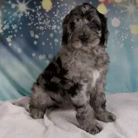 Brenda, a female Schnoodle for sale in Millersburg, OH – Photo 5 of 5