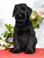 Seth Champion Bloodline, a male Giant Schnauzer for sale in Millersburg, OH – Photo 3 of 9
