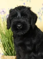 Seth Champion Bloodline, a male Giant Schnauzer for sale in Millersburg, OH – Photo 8 of 9