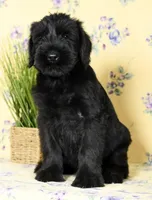 Seth Champion Bloodline, a male Giant Schnauzer for sale in Millersburg, OH – Photo 5 of 9
