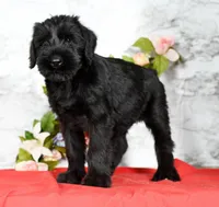 Seth Champion Bloodline, a male Giant Schnauzer for sale in Millersburg, OH – Photo 1 of 9