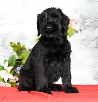 Seth Champion Bloodline, a male Giant Schnauzer for sale in Millersburg, OH – Photo 7 of 9