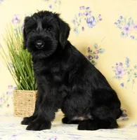 Seth Champion Bloodline, a male Giant Schnauzer for sale in Millersburg, OH – Photo 9 of 9