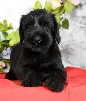 Seth Champion Bloodline, a male Giant Schnauzer for sale in Millersburg, OH – Photo 4 of 9