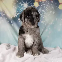 Benson, a male Schnoodle for sale in Millersburg, OH – Photo 4 of 6