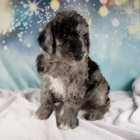 Benson, a male Schnoodle for sale in Millersburg, OH – Photo 3 of 6