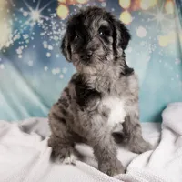 Benson, a male Schnoodle for sale in Millersburg, OH – Photo 5 of 6