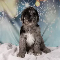 Benson, a male Schnoodle for sale in Millersburg, OH – Photo 2 of 6