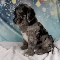 Benson, a male Schnoodle for sale in Millersburg, OH – Photo 6 of 6