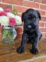Bradley Champion Bloodline, a male Giant Schnauzer for sale in Millersburg, OH – Photo 3 of 5