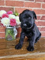 Bradley Champion Bloodline, a male Giant Schnauzer for sale in Millersburg, OH – Photo 1 of 5