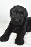 Krystal Champion, a female Giant Schnauzer for sale in Millersburg, OH – Photo 3 of 5