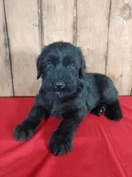 Krystal Champion, a female Giant Schnauzer for sale in Millersburg, OH – Photo 1 of 5
