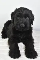Krystal Champion, a female Giant Schnauzer for sale in Millersburg, OH – Photo 4 of 5