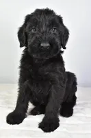 Keith Champion, a male Giant Schnauzer for sale in Millersburg, OH – Photo 4 of 4