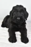 Keith Champion, a male Giant Schnauzer for sale in Millersburg, OH – Photo 1 of 4