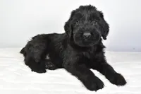 Keith Champion, a male Giant Schnauzer for sale in Millersburg, OH – Photo 2 of 4