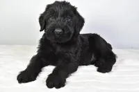 Keith Champion, a male Giant Schnauzer for sale in Millersburg, OH – Photo 3 of 4