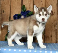 Loretta, a female Siberian Husky for sale in Millersburg, OH – Photo 5 of 5