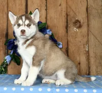 Loretta, a female Siberian Husky for sale in Millersburg, OH – Photo 3 of 5